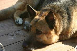 German_Shepard_resting Charlotte Dog Bite Attorney Mecklenburg Injury Lawyer
