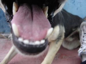 Dog teeth Charlotte dog bite lawyer Mecklenburg Injury Attorney