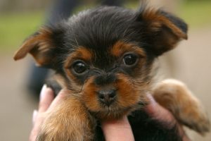 cute-dog-Charlotte-Monroe-Mooresville-Dog-Bite-Lawyer-300x200