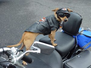 moto-dog-Charlotte-Monroe-Mooresville-injury-lawyer-300x225