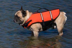 French_bulldog_in_life_jacket-Charlotte-Mooresville-Monroe-Drowning-accident-lawyer-300x200