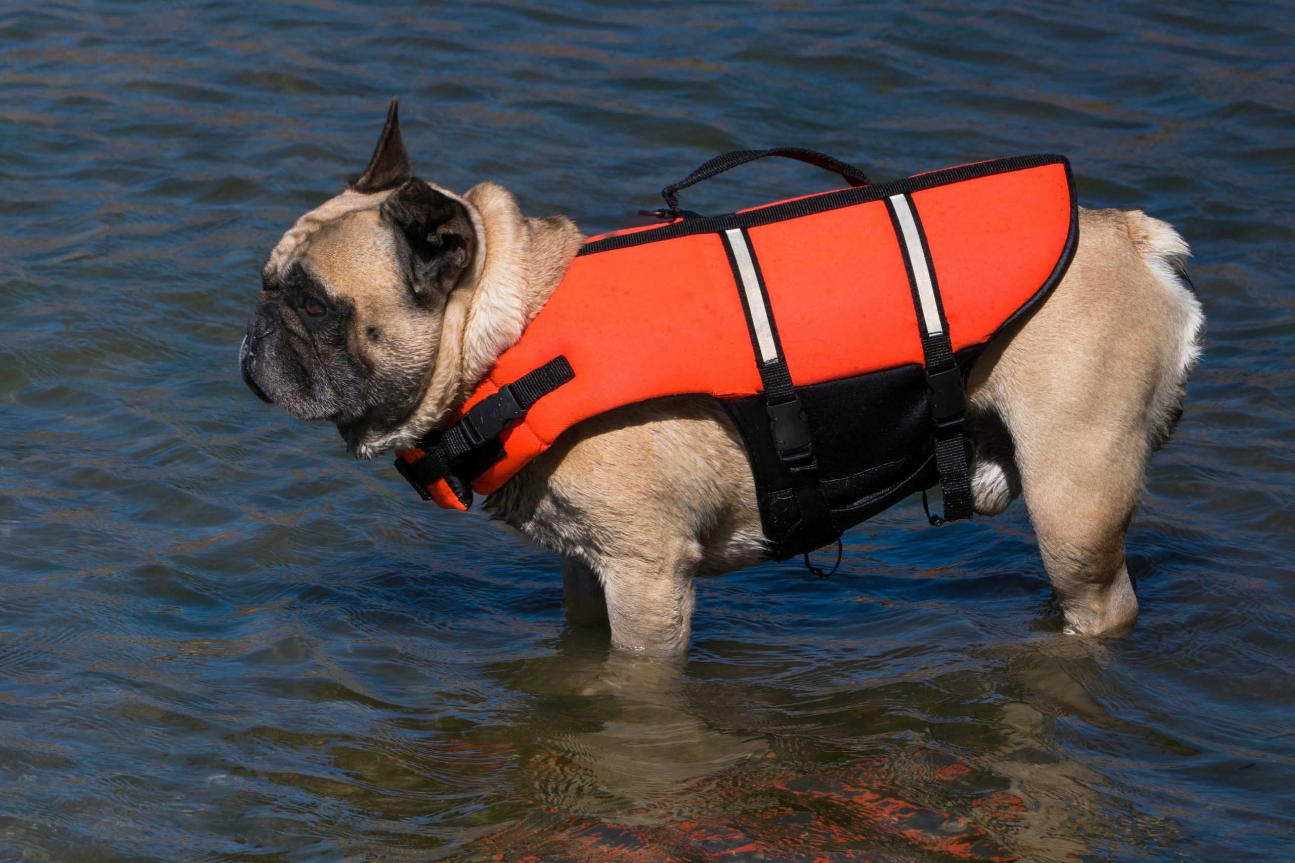 French_bulldog_in_life_jacket-Charlotte-Mooresville-Monroe-Drowning-accident-lawyer-scaled